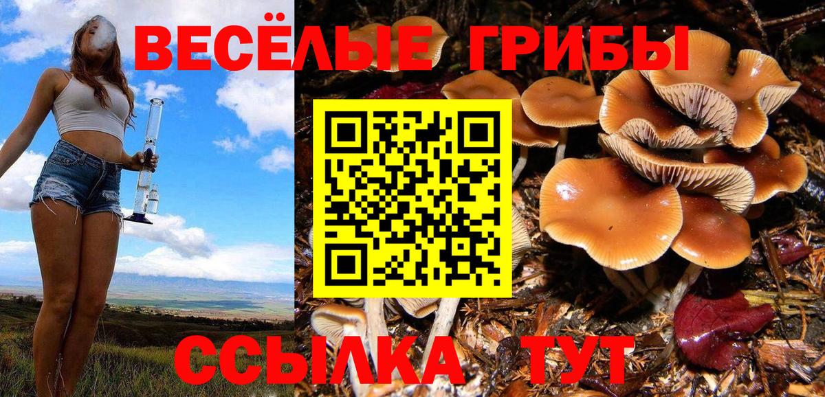 Галлюциногенные грибы Cubensis Конаково